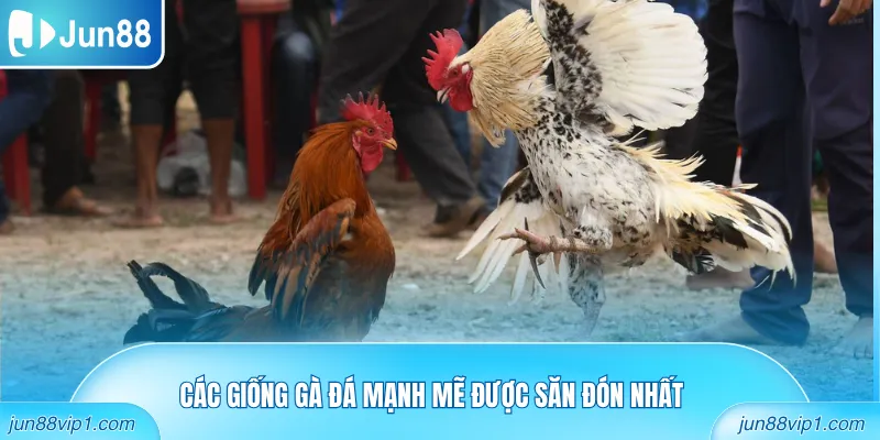 Các giống gà đá mạnh mẽ được săn đón nhất