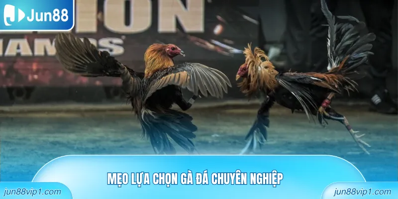 Mẹo lựa chọn gà đá chuyên nghiệp