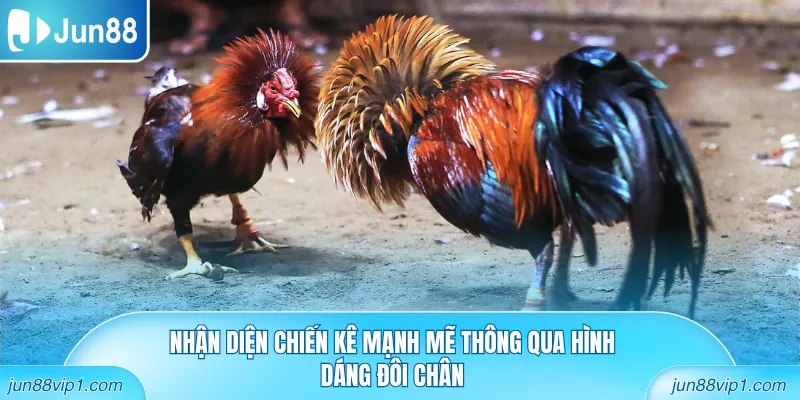 Nhận diện chiến kê mạnh mẽ thông qua hình dáng đôi chân