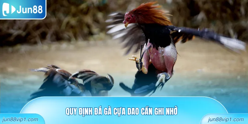 Quy định đá gà cựa dao cần ghi nhớ