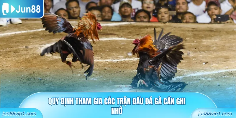 Quy định tham gia các trận đấu đá gà cần ghi nhớ