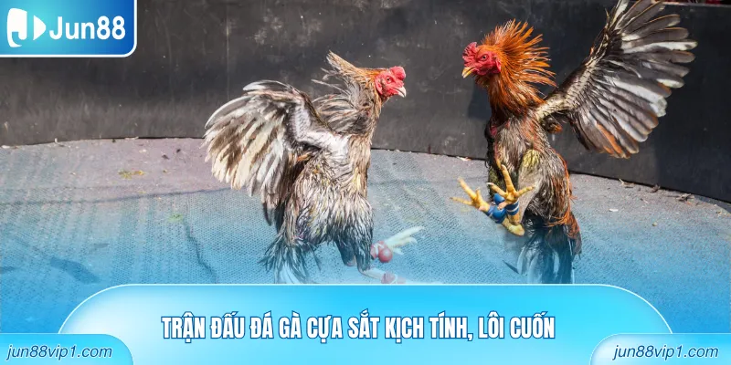 Trận đấu đá gà cựa sắt kịch tính, lôi cuốn