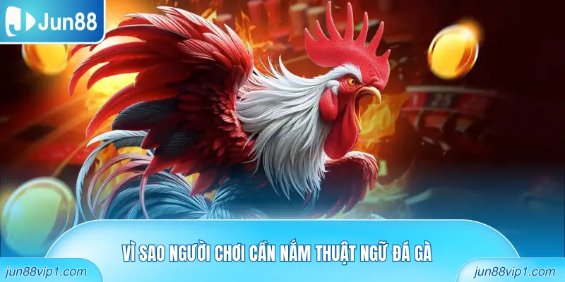 Vì sao người chơi cần nắm thuật ngữ đá gà