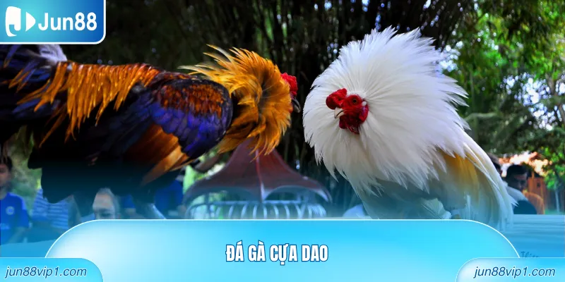 Đá gà cựa dao