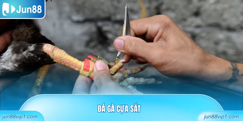 Đá gà cựa sắt